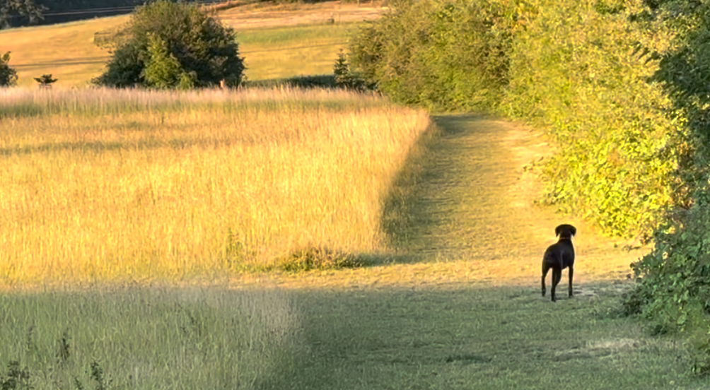 Dog in a field at golden hour