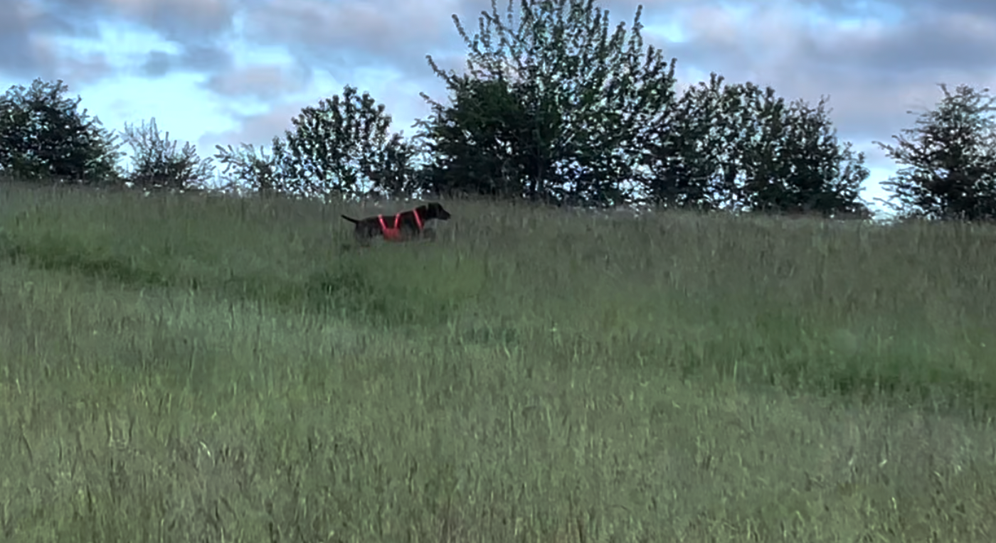 Dog moving through tall grass