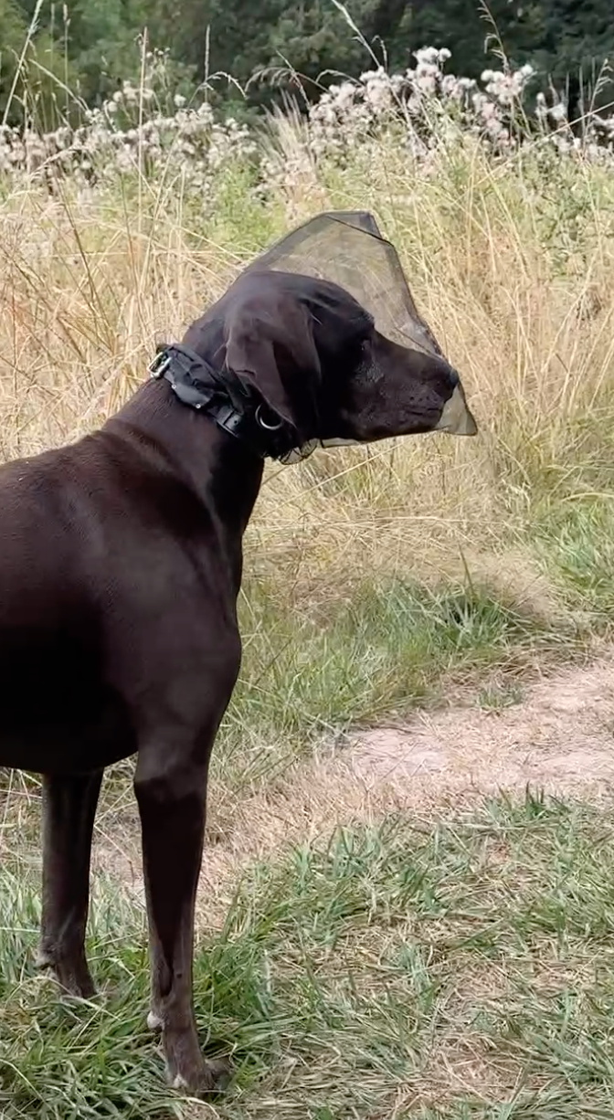 Dog exploring a meadow