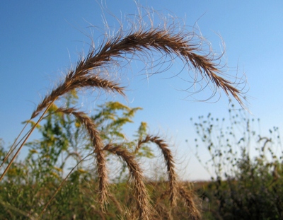 Canadian Wheat Rye grass