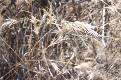 Cheatgrass