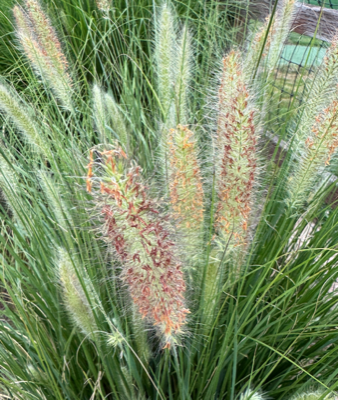Giant Foxtail grass