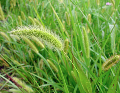 Green Foxtail grass