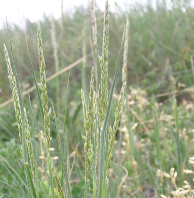 June Grass