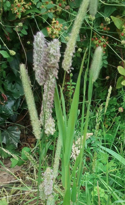 Timothy grass